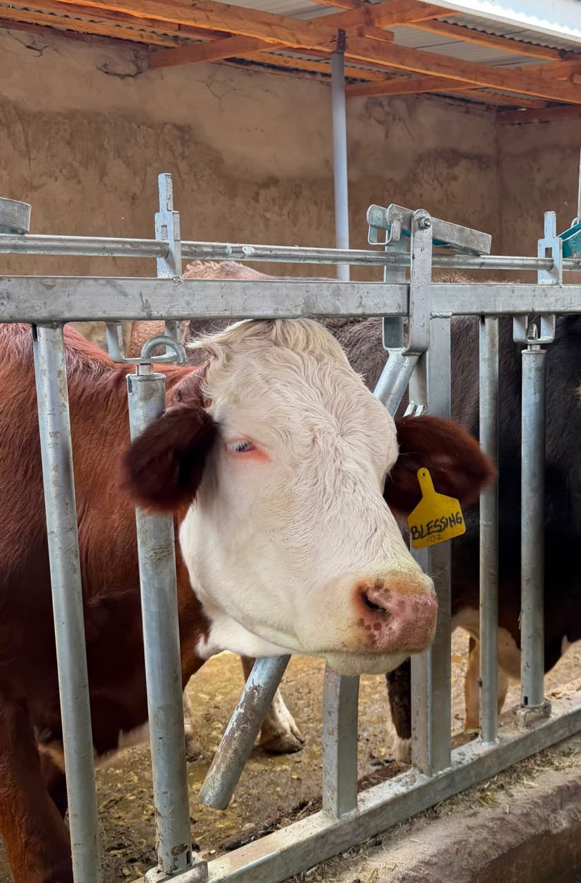 Cattle — Fleckvieh