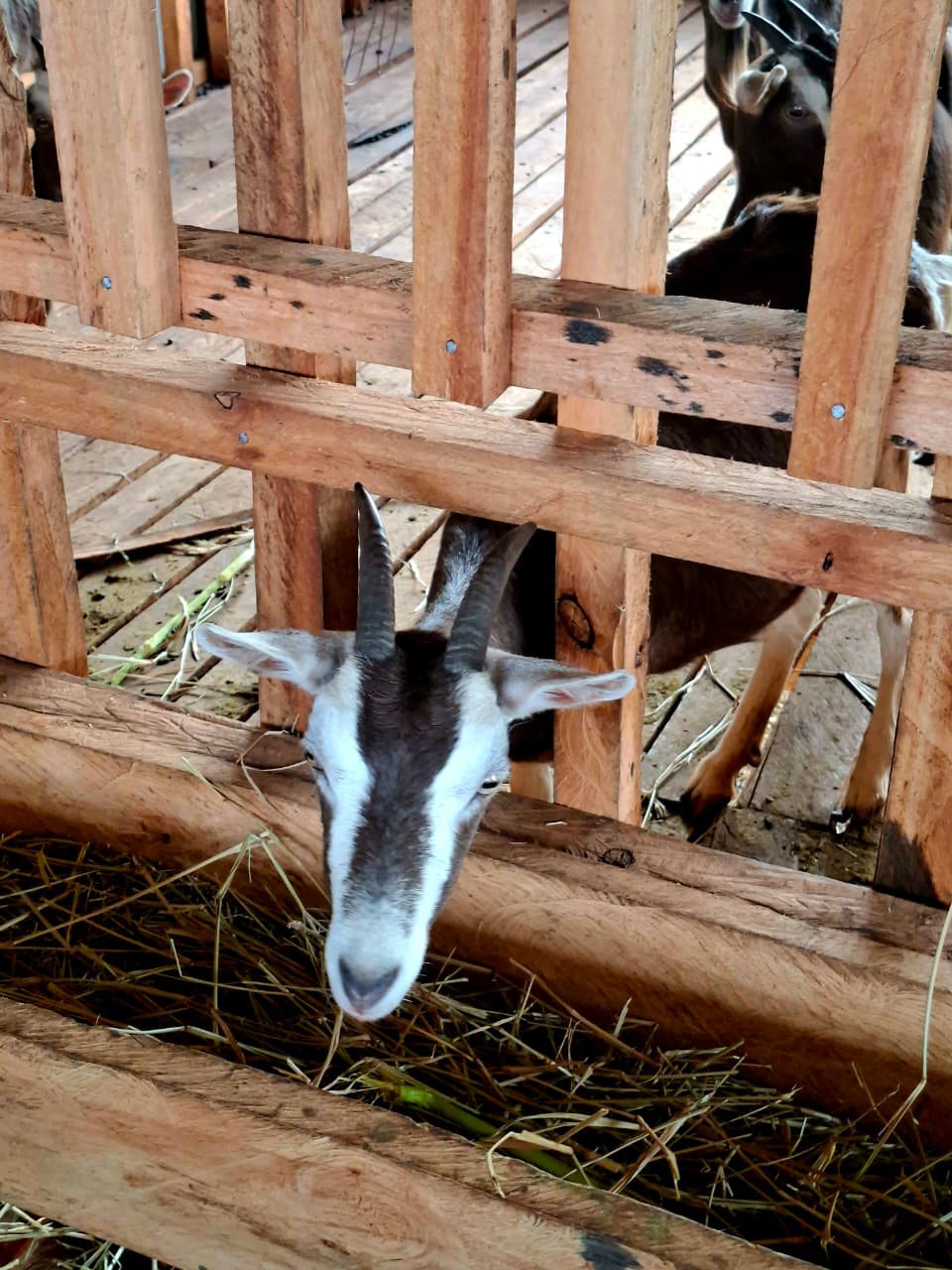 Crops and livestock work together.