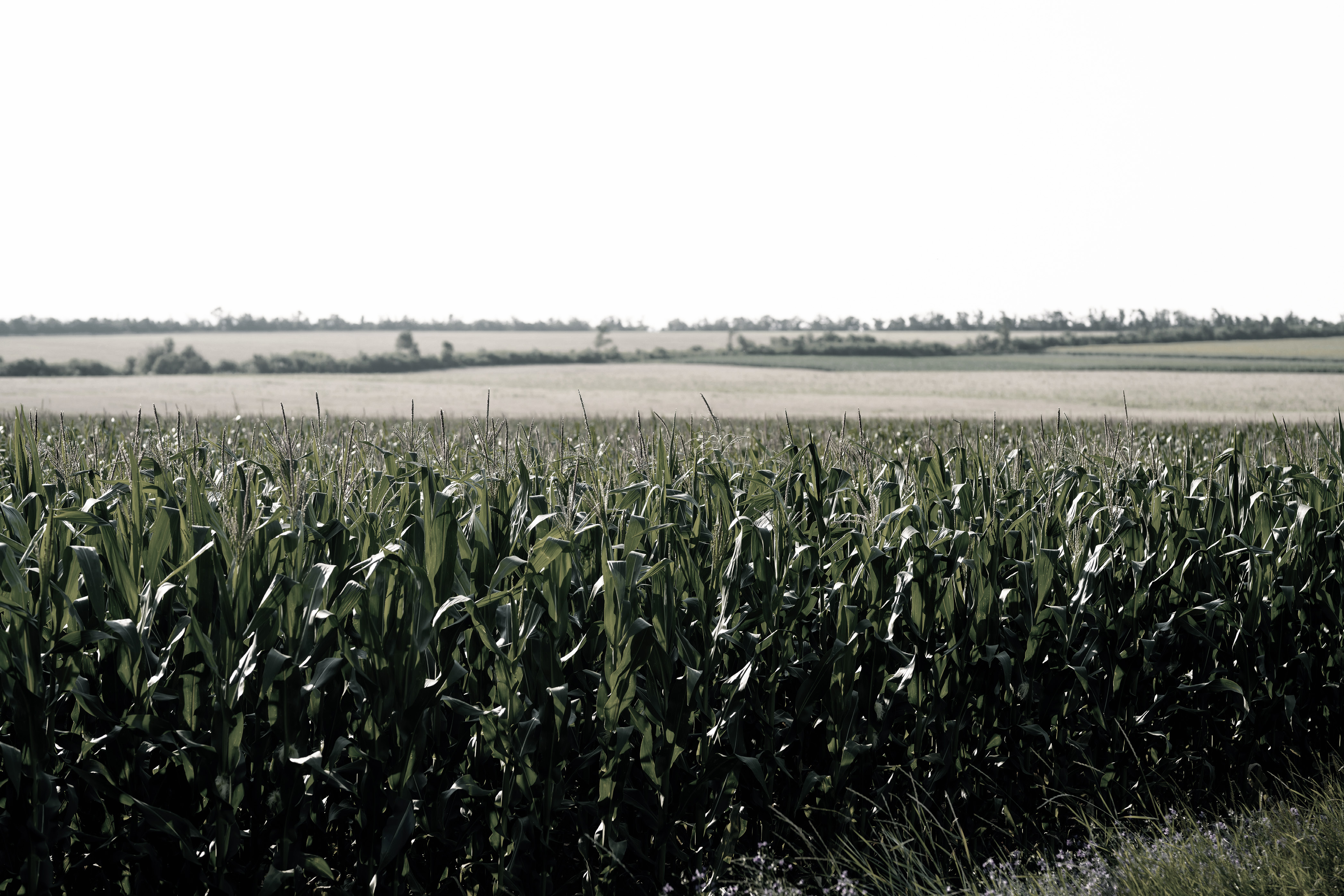 It starts with the land.