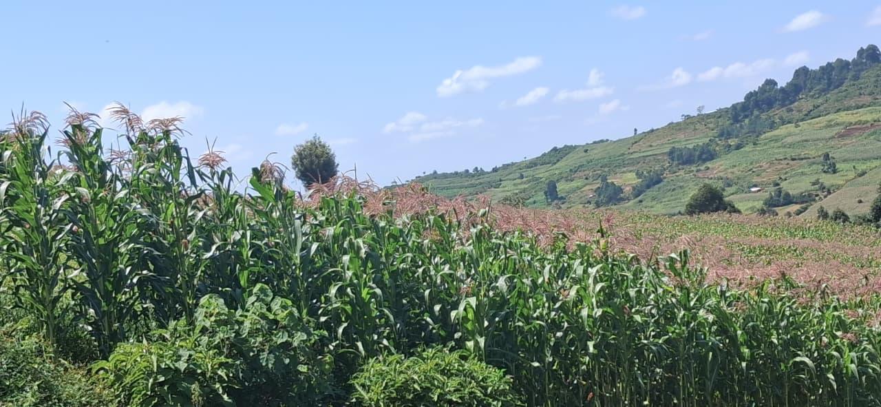 Maize
