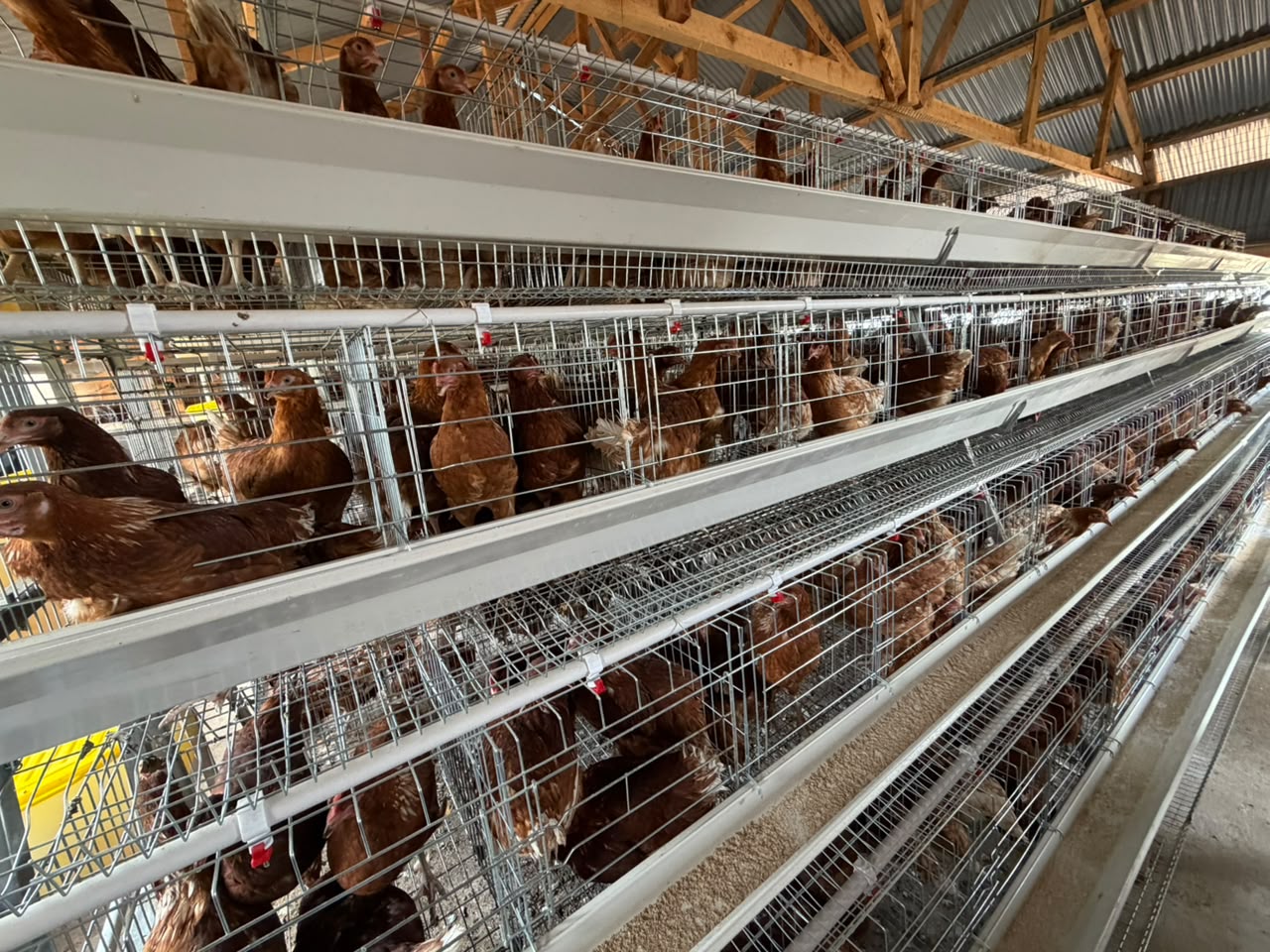 We farm with structure and care.
